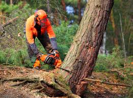 How Our Tree Care Process Works  in  Country Club Estates, GA