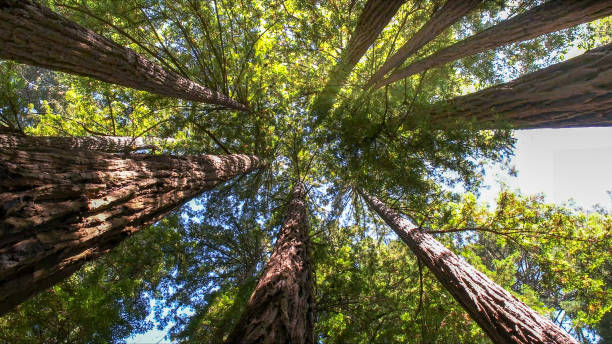 Best Commercial Tree Services  in Country Club Estates, GA