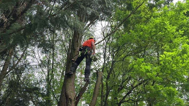 Best Tree Risk Assessment  in Country Club Estates, GA