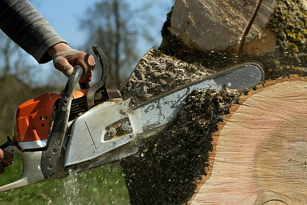  Country Club Estates, GA Tree Services Pros